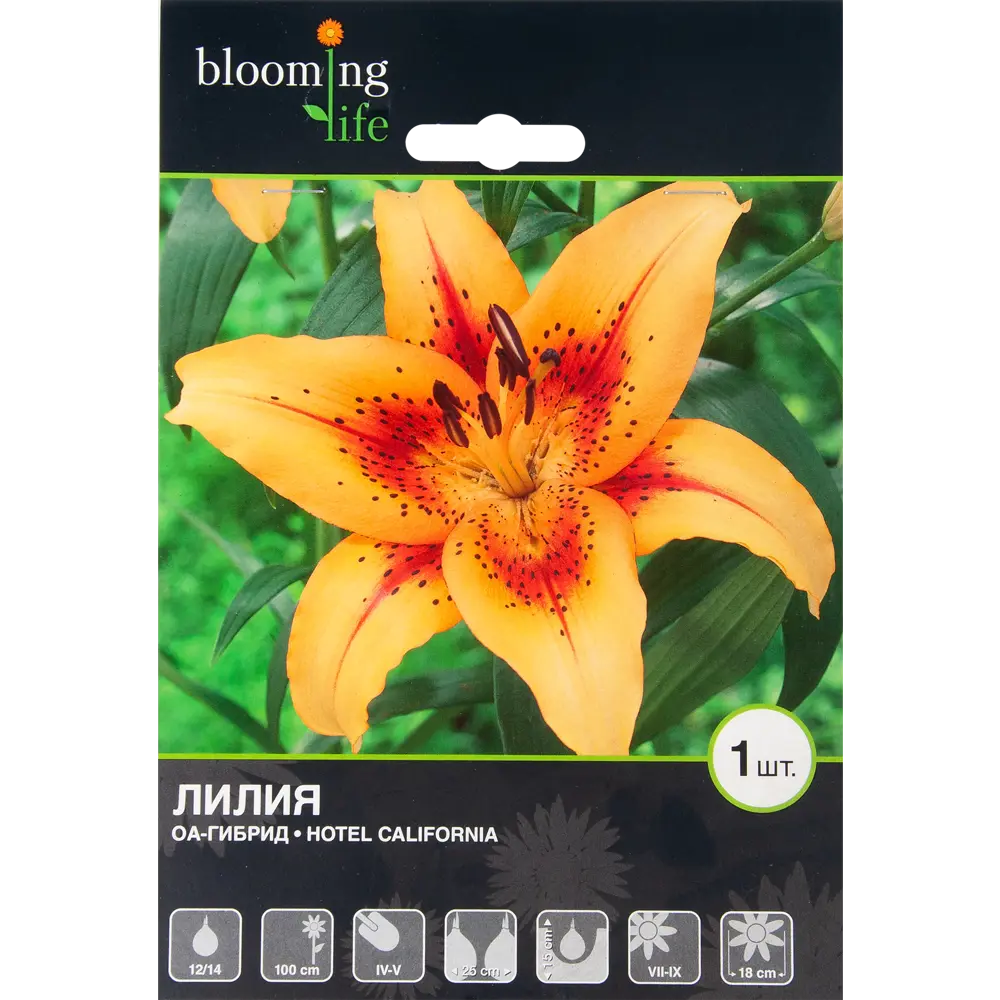 Лилия ОА-гибрид «Отель Калифония» BLOOMING LIFE STLM-2072697