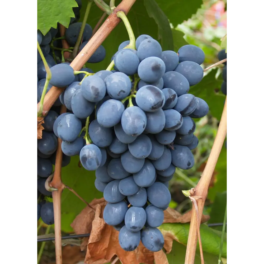 Виноград «Молдова» C2 высота 60-80 см ВСЕ В САД STLM-2090993
