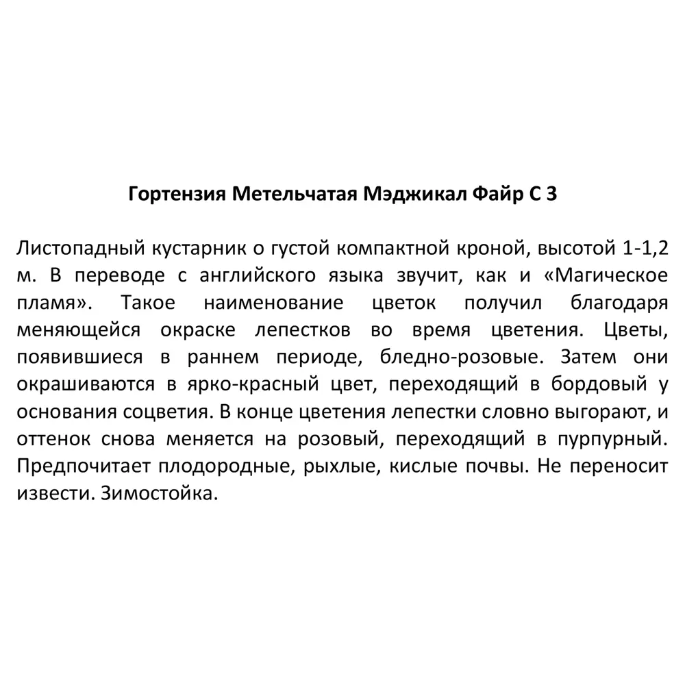 Гортензия метльчатая Мэджикал Файр от Santreyd - саженец с огненным цветением 85324877 STLM-0061486 - Вид №3