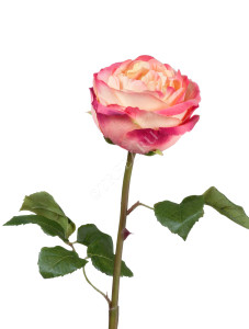 30.03150254YPK Роза Джема нежно-персиковая с малиновым Цветочная коллекция