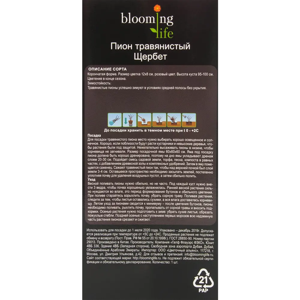 Пион травянистый Щербет в тубе BLOOMING LIFE STLM-2185235 - Вид №2