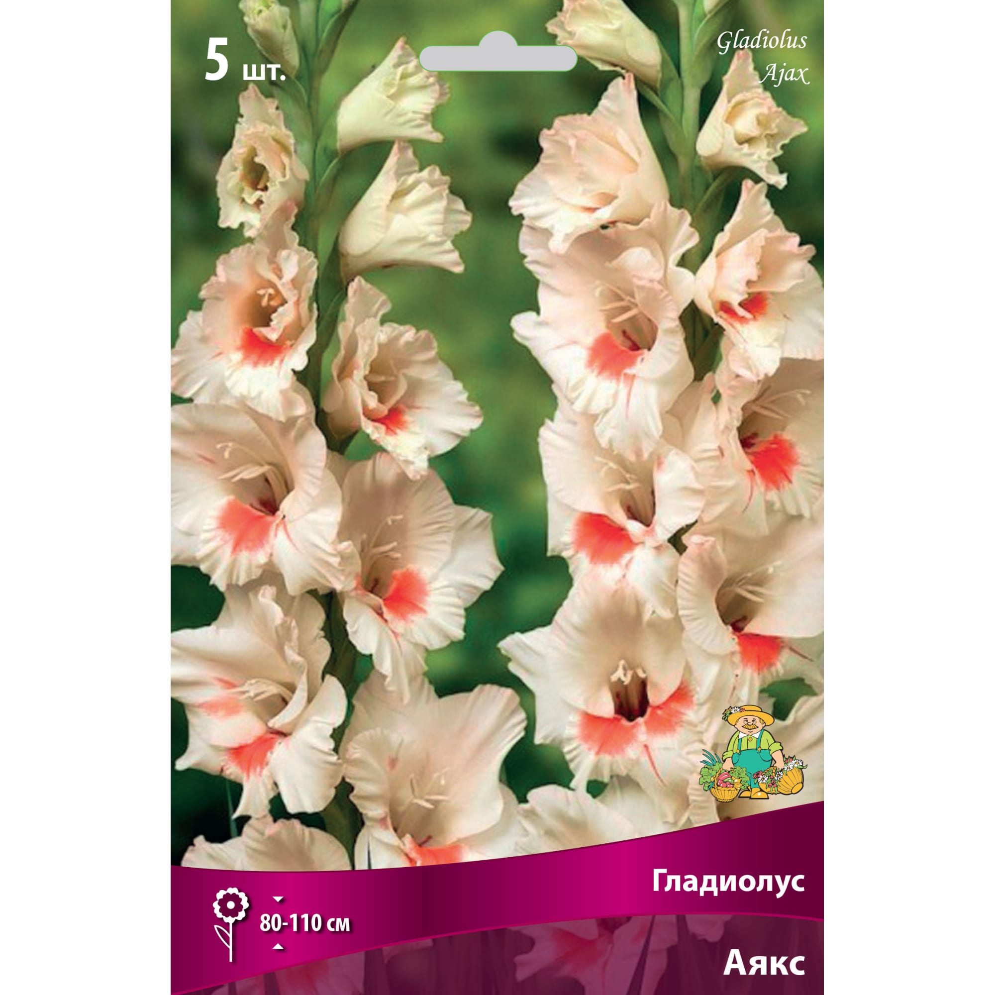82530151 Гладиолусы крупноцветковые Аякс Santreyd 