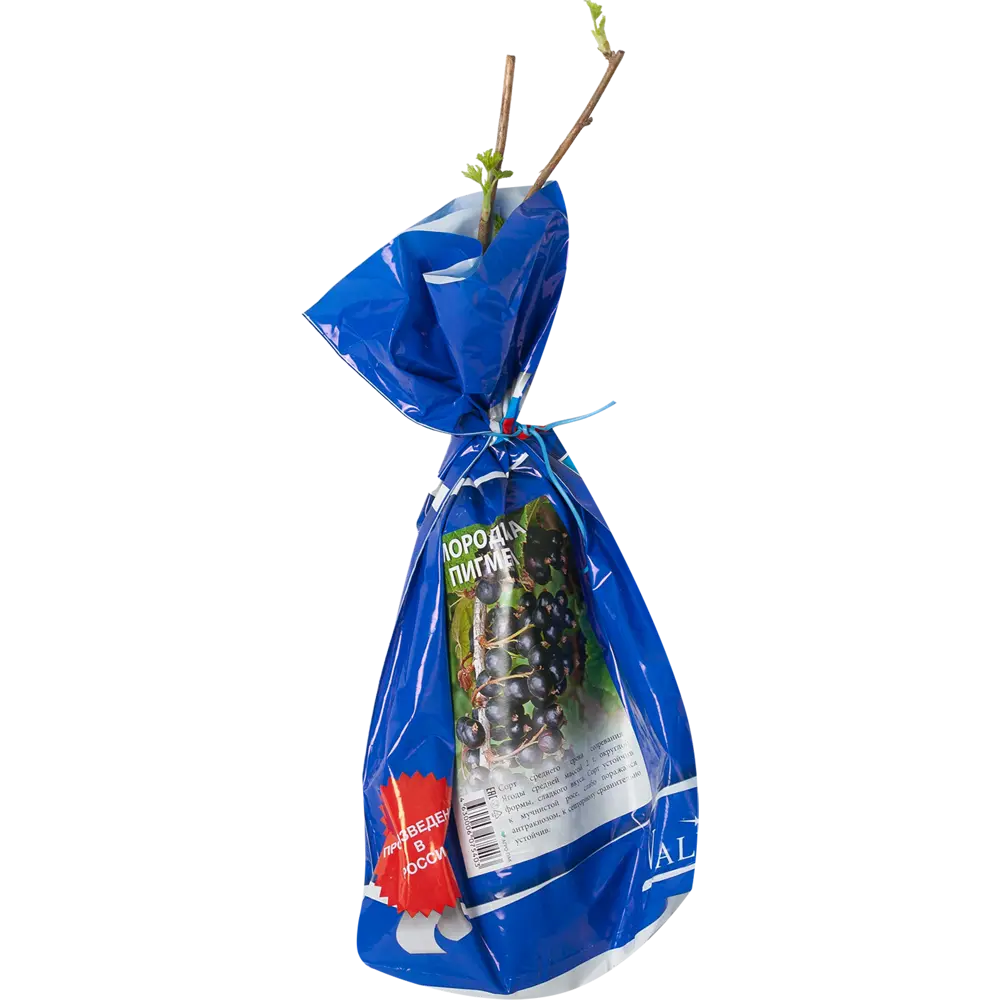 Смородина Пигмей в пакете БогородскСельхозКомплекс Santreyd STLM-2005044