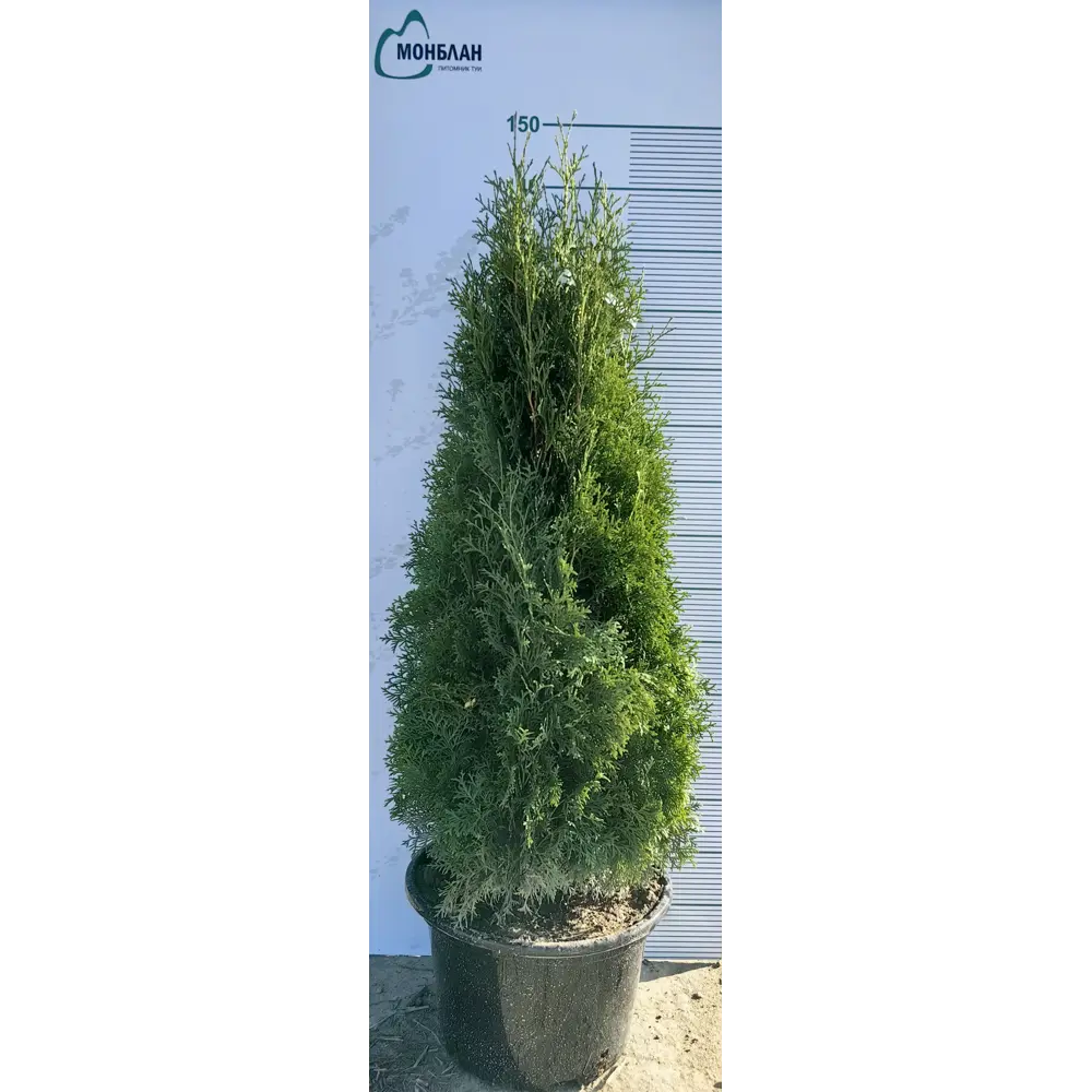 Туя западная Колумна h140 см МОНБЛАН STLM-2091679 - Вид №1