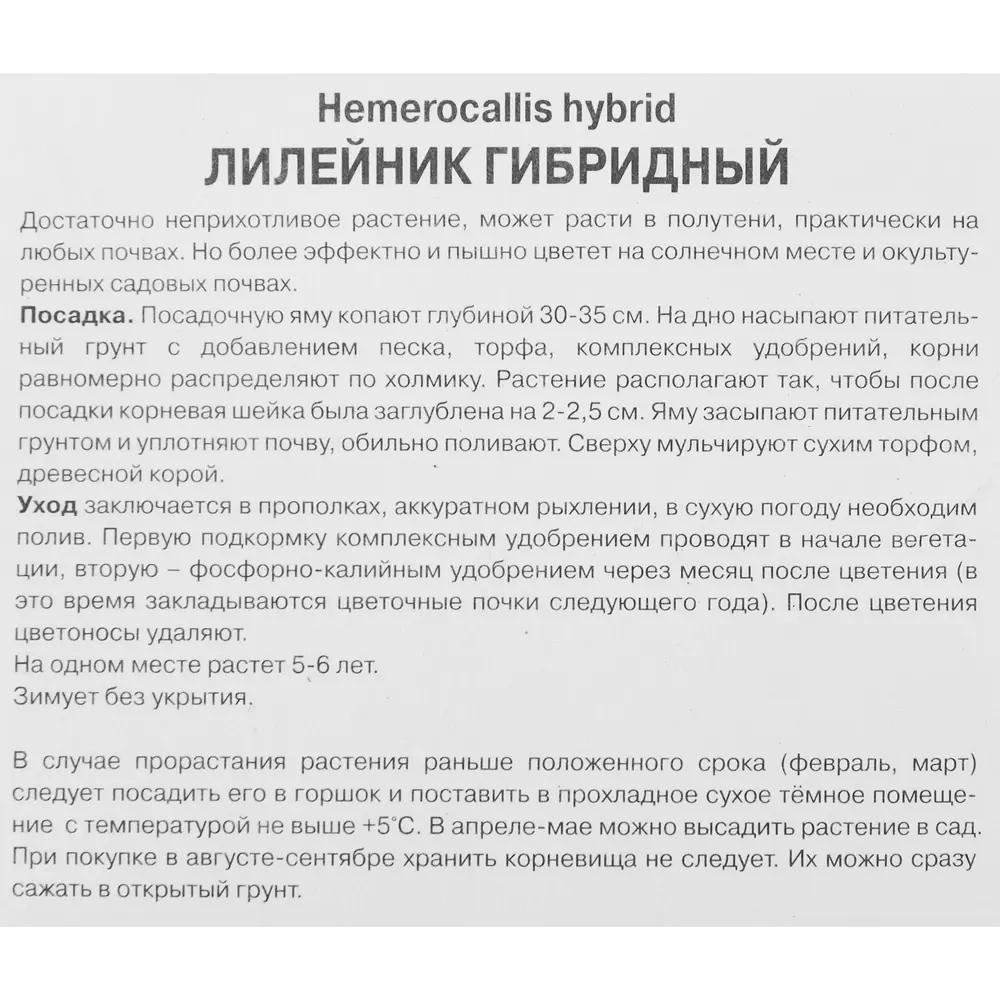 Лилейник гибридный Биг Сити Ай ПОИСК STLM-2058604 - Вид №2