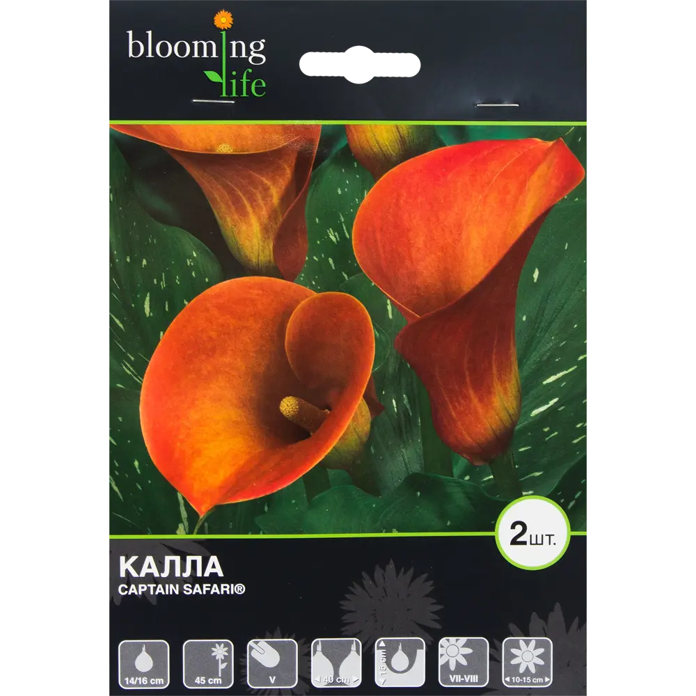 Калла Каптейн Сафари 14/16, 2 шт BLOOMING LIFE STLM-2099476