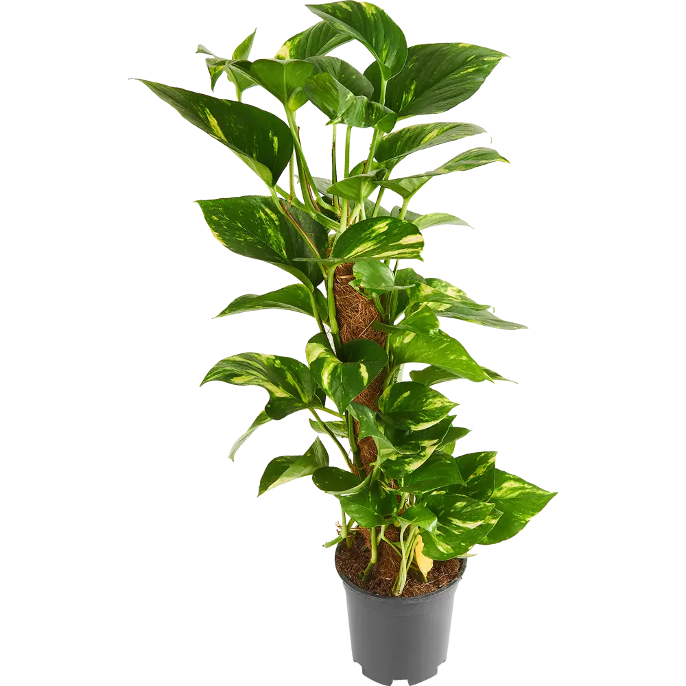 Santreyd Эпипремнум Моссток — комнатная лиана с золотистыми листьями 85324853 STLM-0061466