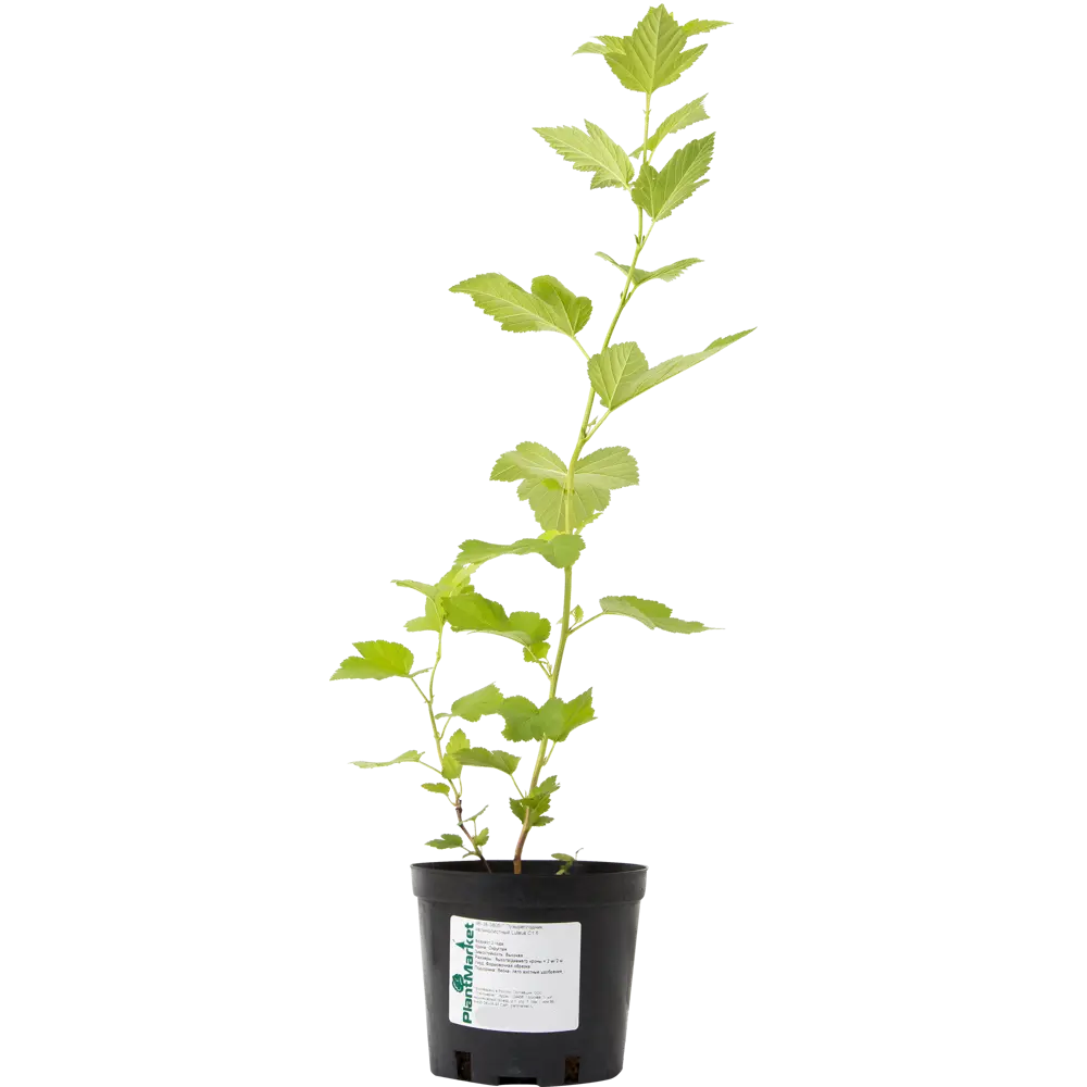Пузыреплодник калинолистный «Лютеус» C1.5 PLANTMARKET STLM-2198331 - Вид №2