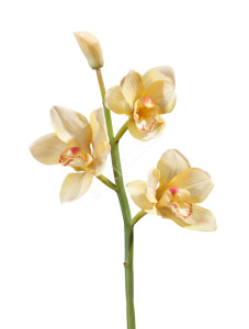 30.0611084YL Орхидея Цимбидиум ветвь нежно-золотистая малая Цветочная коллекция