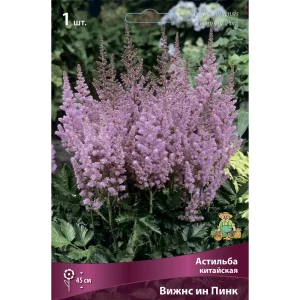 Астильба китайская Вижнс Ин Пинк 85205490 STLM-2071810