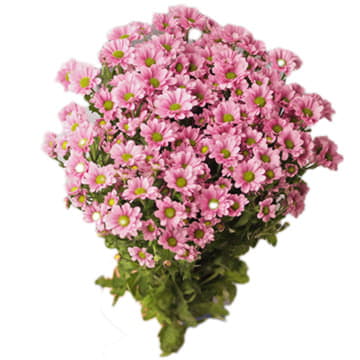 Хризантема са крисси 55 см Santreyd 25025 - Вид №1