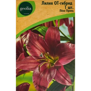 Лилия Geolia от-гибрид Пепл Принц 86408653 STLM-2022721