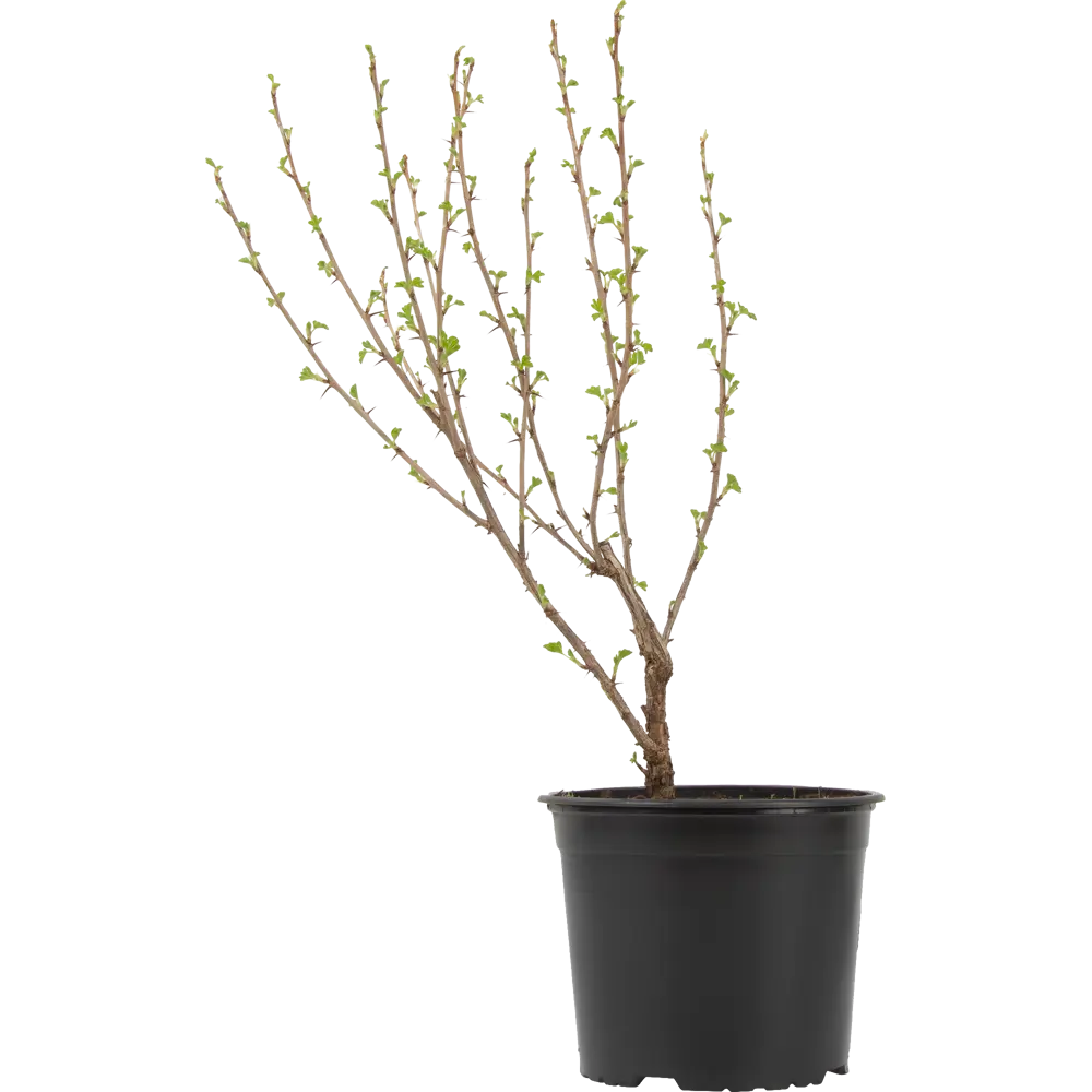 Саженец крыжовника Владил от Santreyd - высокоурожайный сорт с темно-красными ягодами 85325537 STLM-0061618 - Вид №1