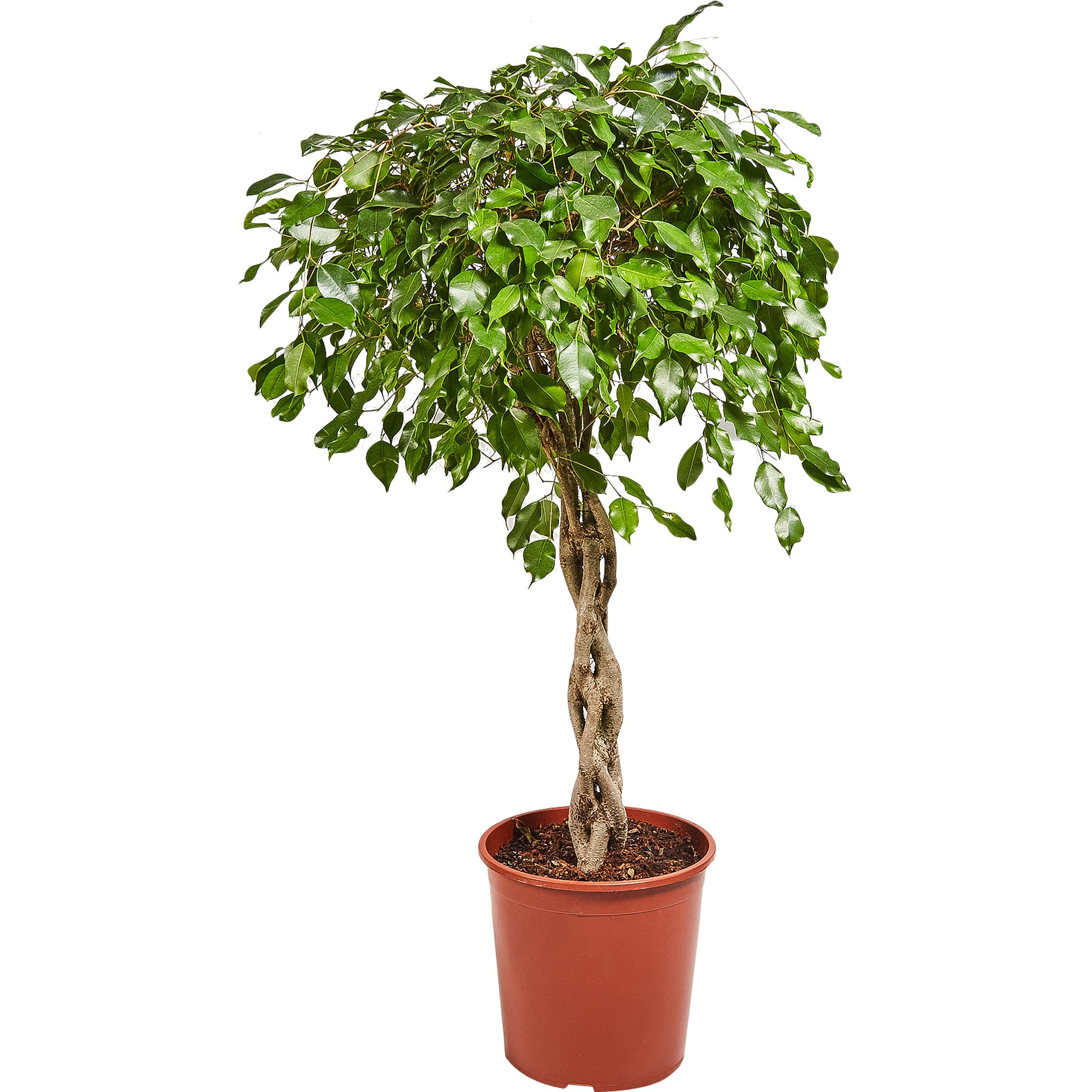 82849686 Фикус "Экзотика переплет" 30х130 см Santreyd 