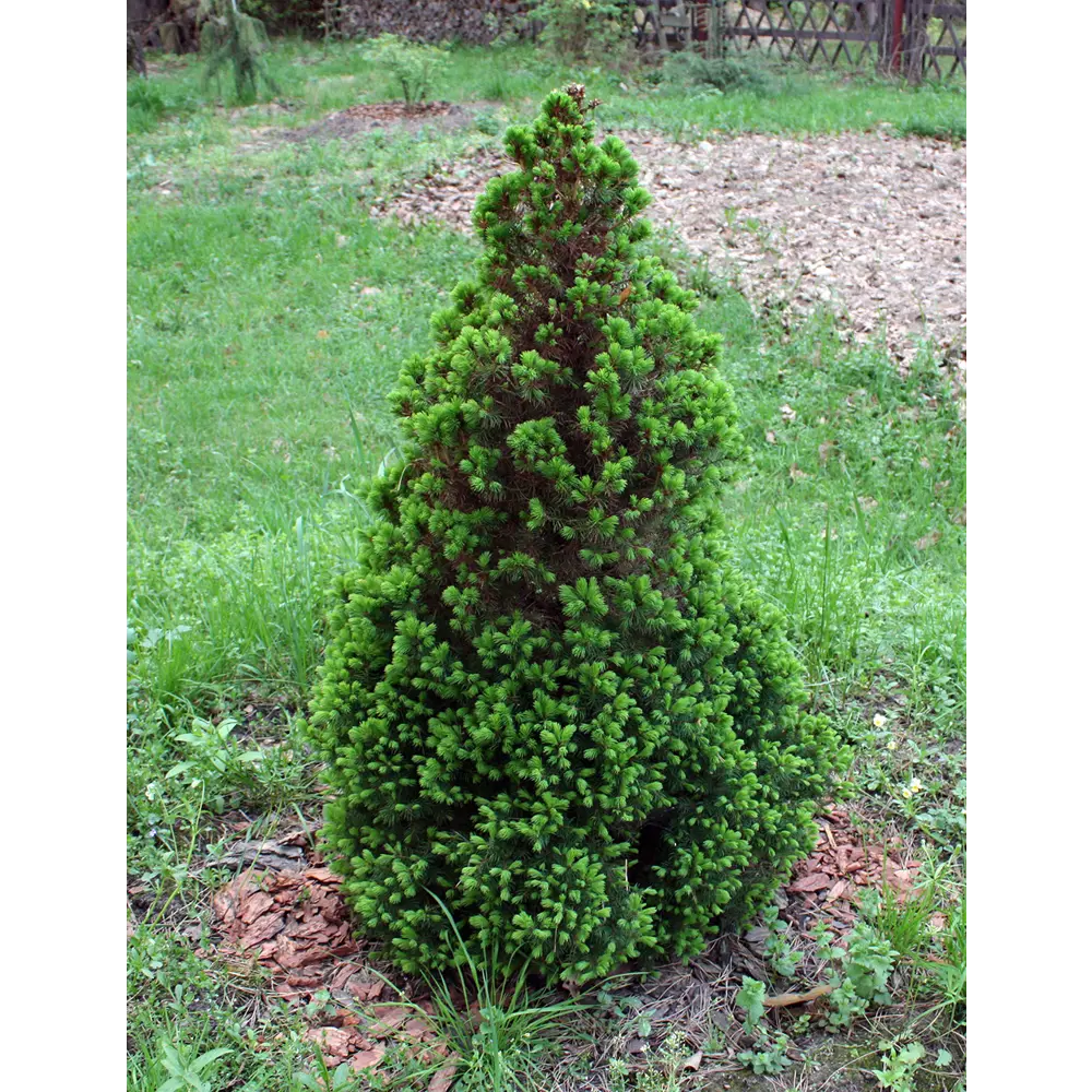 Ель сизая/канадская Перфекта ø19 h50 - 60 см 87691152 STLM-2131953 PLANTMARKET 