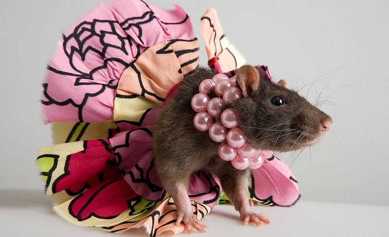77 прикольных картинок на День Крысы 4 апреля