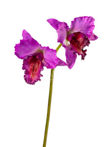 30.03080092IN_MDP Орхидея Каттлея крупная темно-сирен 42 см 2 цв Цветочная коллекция