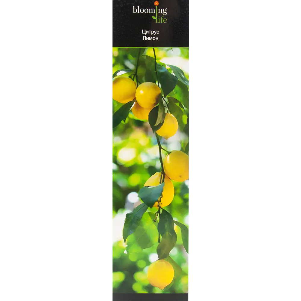 Цитрус Лимон в тубе BLOOMING LIFE STLM-2055914