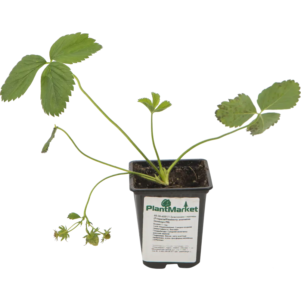 Земляника садовая «Хоней» 9x15 см PLANTMARKET STLM-2149250