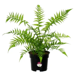 Искусственное растение Папоротник Солито ø13 h40 см