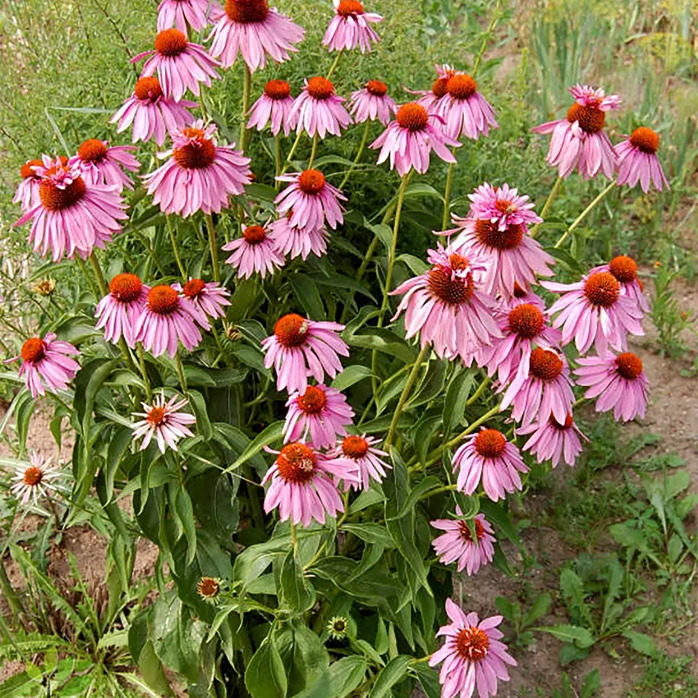 Эхинацея Дабл Декер I (1/16) Santreyd STLM-2005175 - Вид №2