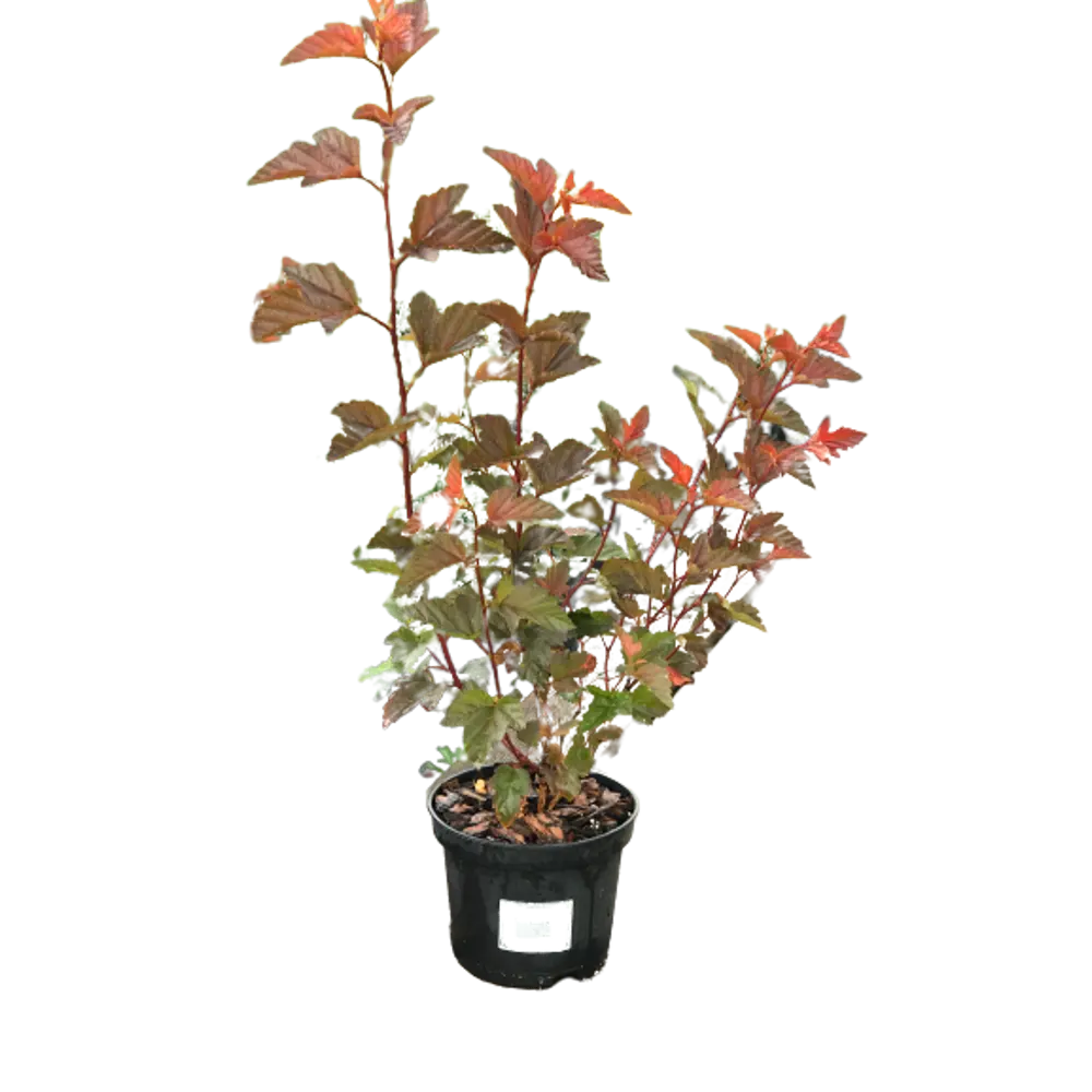 Пузыреплодник калинолистный Андре ø15 h60 см PLANTMARKET STLM-2006812