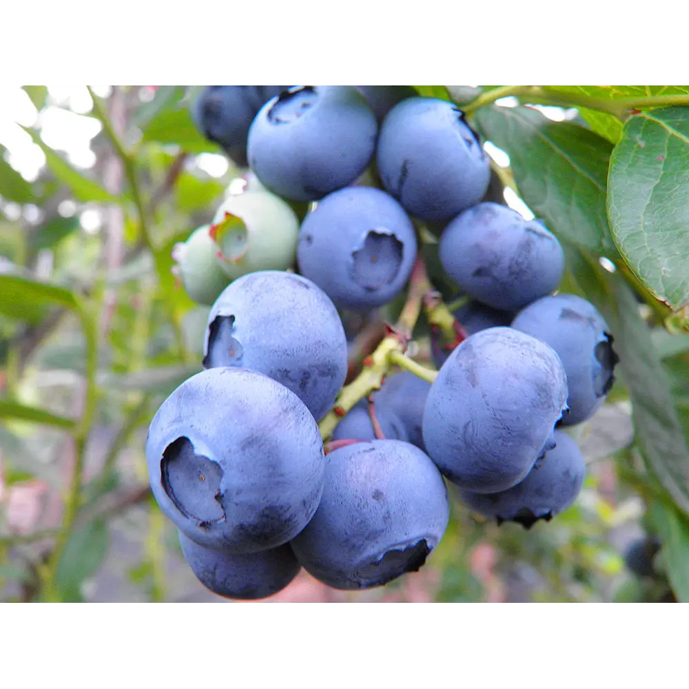 Голубика Нельсон ø10 h15 см PLANTMARKET STLM-2022193