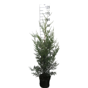 Кипарисовик Лейланда ø21 h80 см 85573398 STLM-2141717