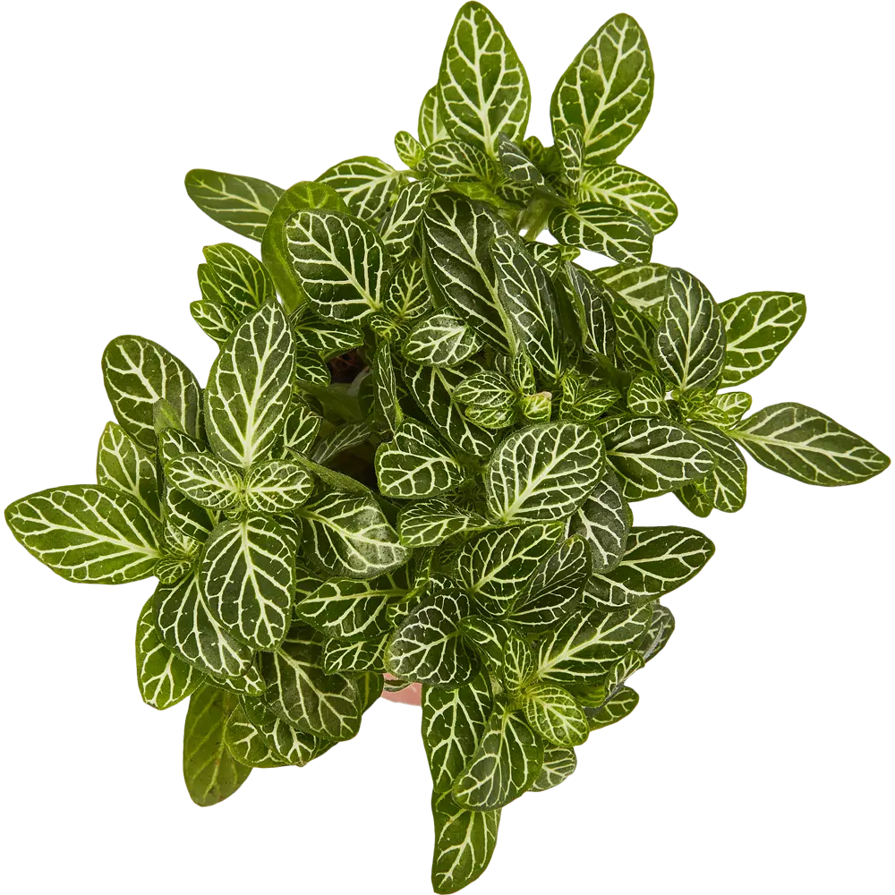 Santreyd Фиттония Бамбино - декоративное растение для интерьера 82932812 STLM-0038110 - Вид №4