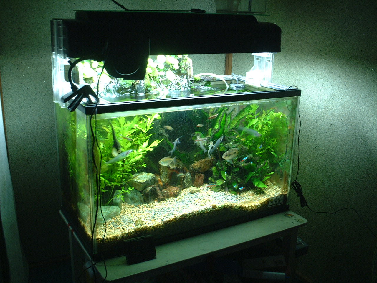 Лампы для аквариума: какие выбрать?
