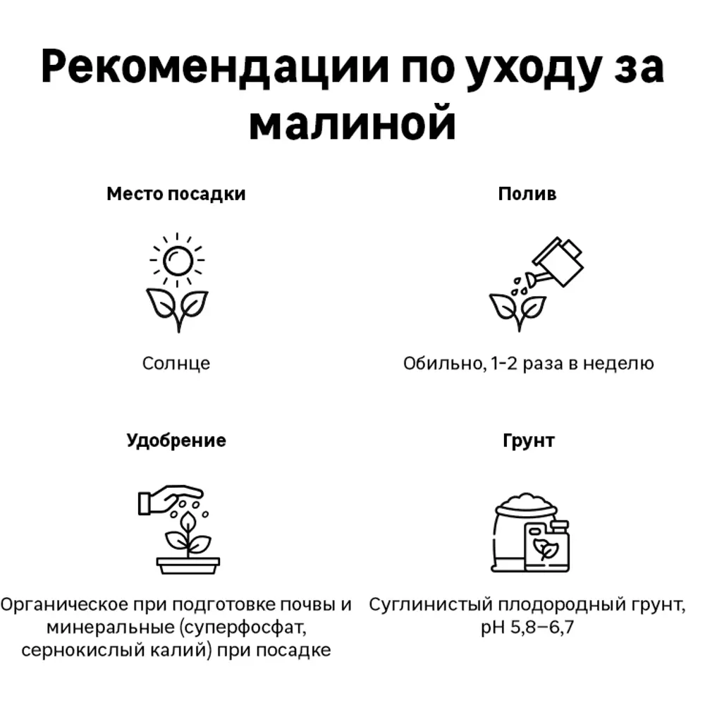 Малина «Полана» C2 высота 60-80 см ВСЕ В САД STLM-2056150 - Вид №1