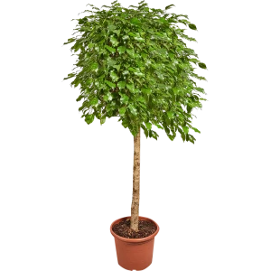 Фикус экзотика 40x180 см 82849684 STLM-2151489
