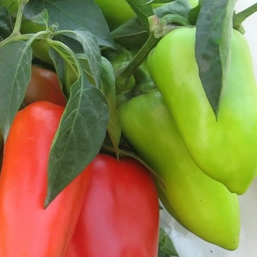 Семена Перец сладкий «Сластёна» САДОК STLM-2074460