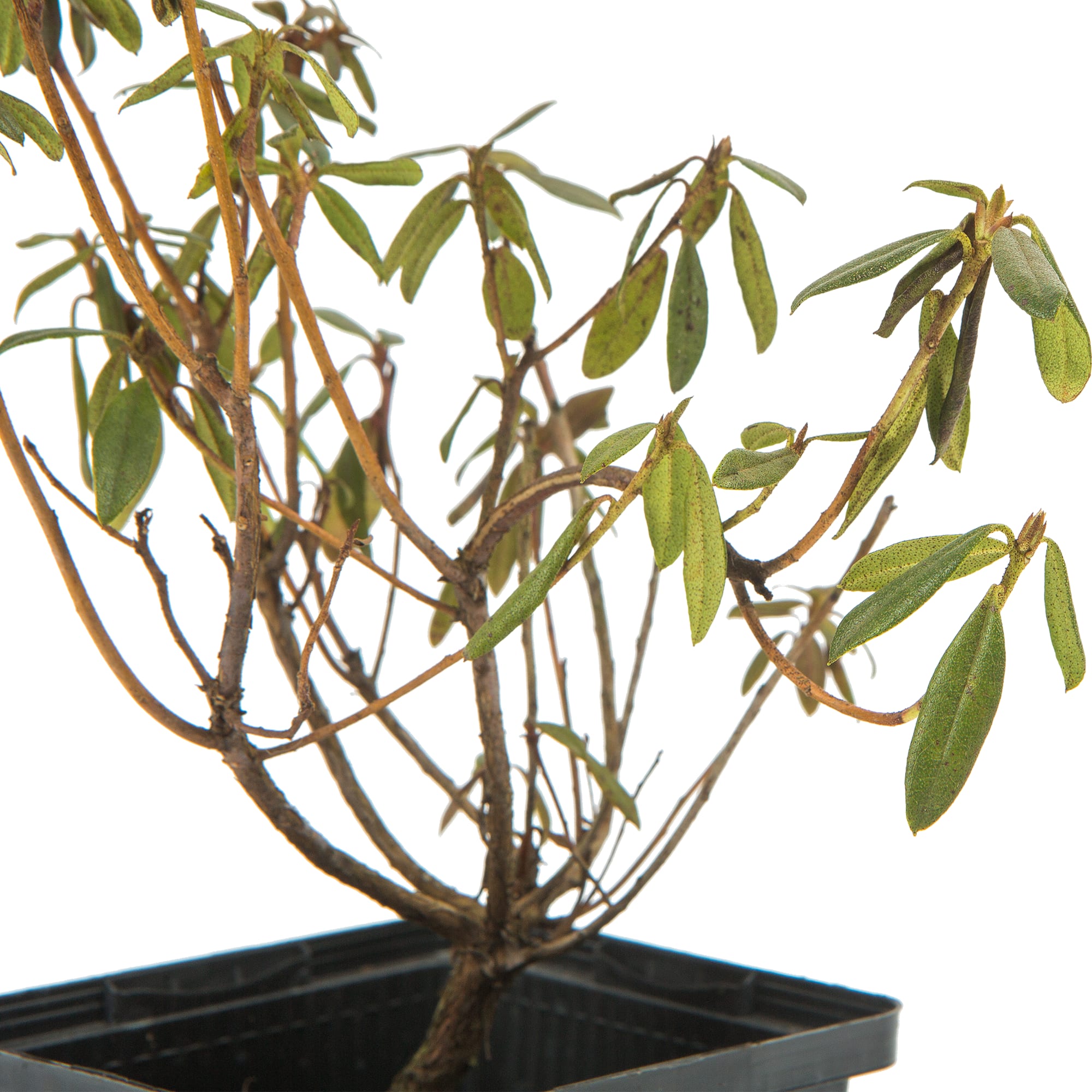 82601868 Рододендрон гибридный «Глетшемачт» 9x20 см Santreyd  - Вид №3