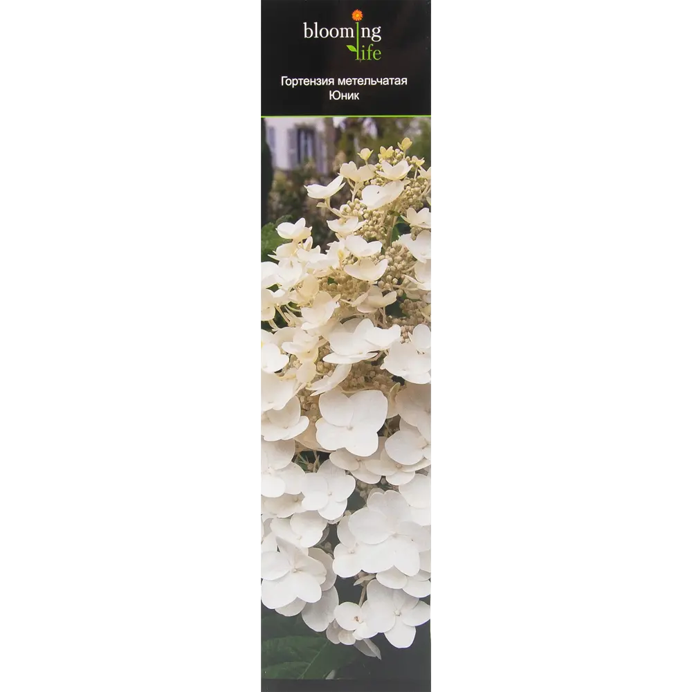 Гортензия метельчатая Юник в тубе BLOOMING LIFE STLM-2182139
