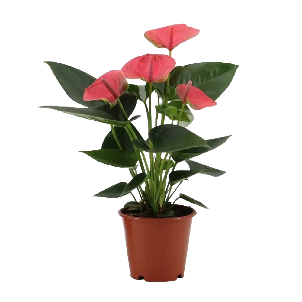 Антуриум Свит Дрим ø12 h36 см 89441589 STLM-2210064 Santreyd 