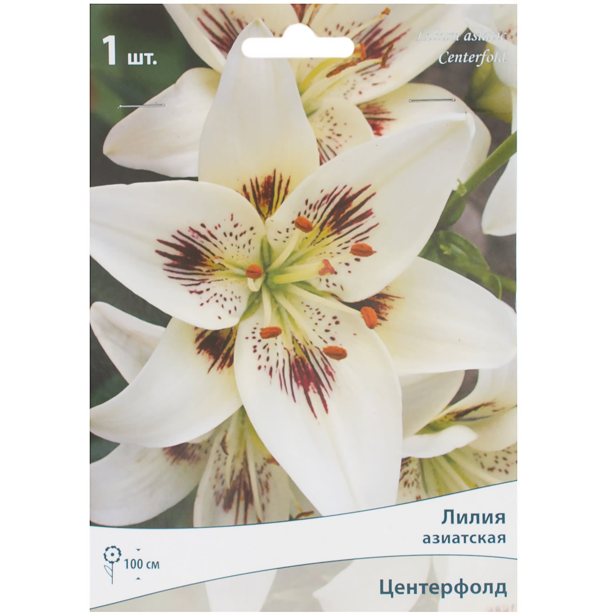 81945448 Лилия азиатская Центерфолд 1 шт Santreyd 