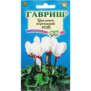 Цикламен персидский «Рой», 3 шт. 82472686 STLM-2018871