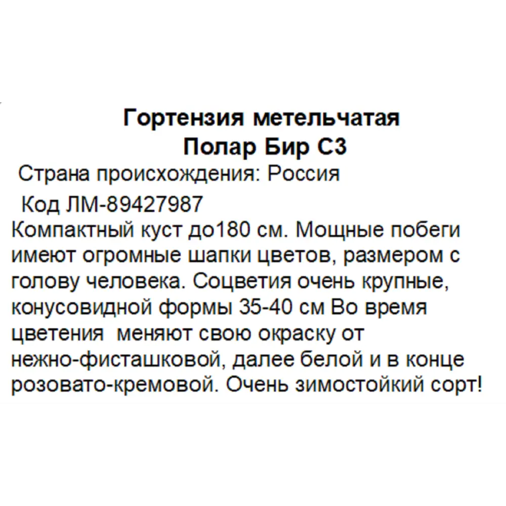 Гортензия метельчатая Полар Бир - многолетний декоративный кустарник 89427987 Santreyd STLM-1580428 - Вид №3