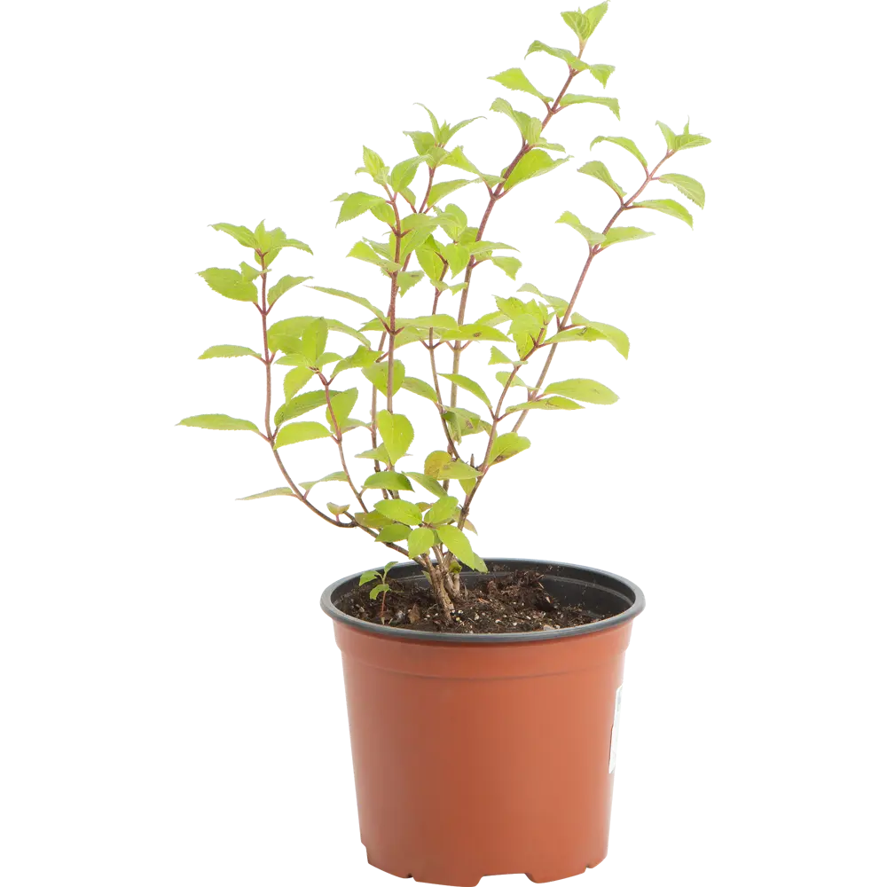 Гортензия метельчатая Даймонд Руж от Santreyd - саженец с меняющимися цветами 18016115 STLM-0009251