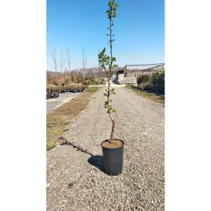 Абрикос «Погремок», 2 года