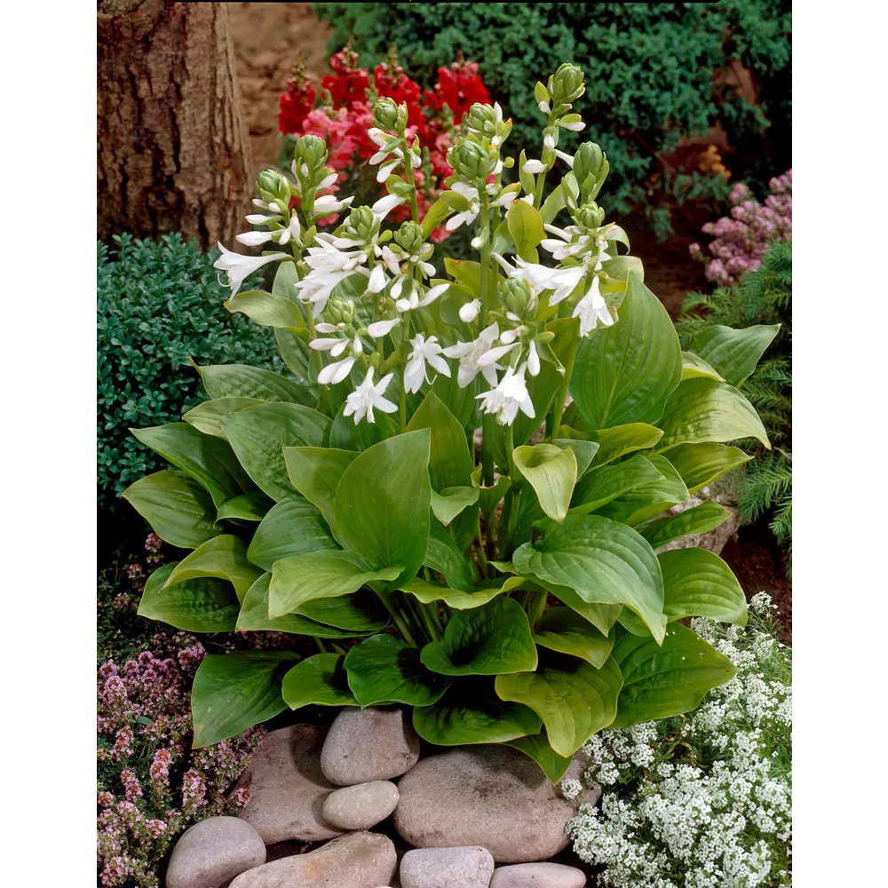 Хоста Роял Стандарт ø15 h20 см 89465468 STLM-2044959 PLANTMARKET 