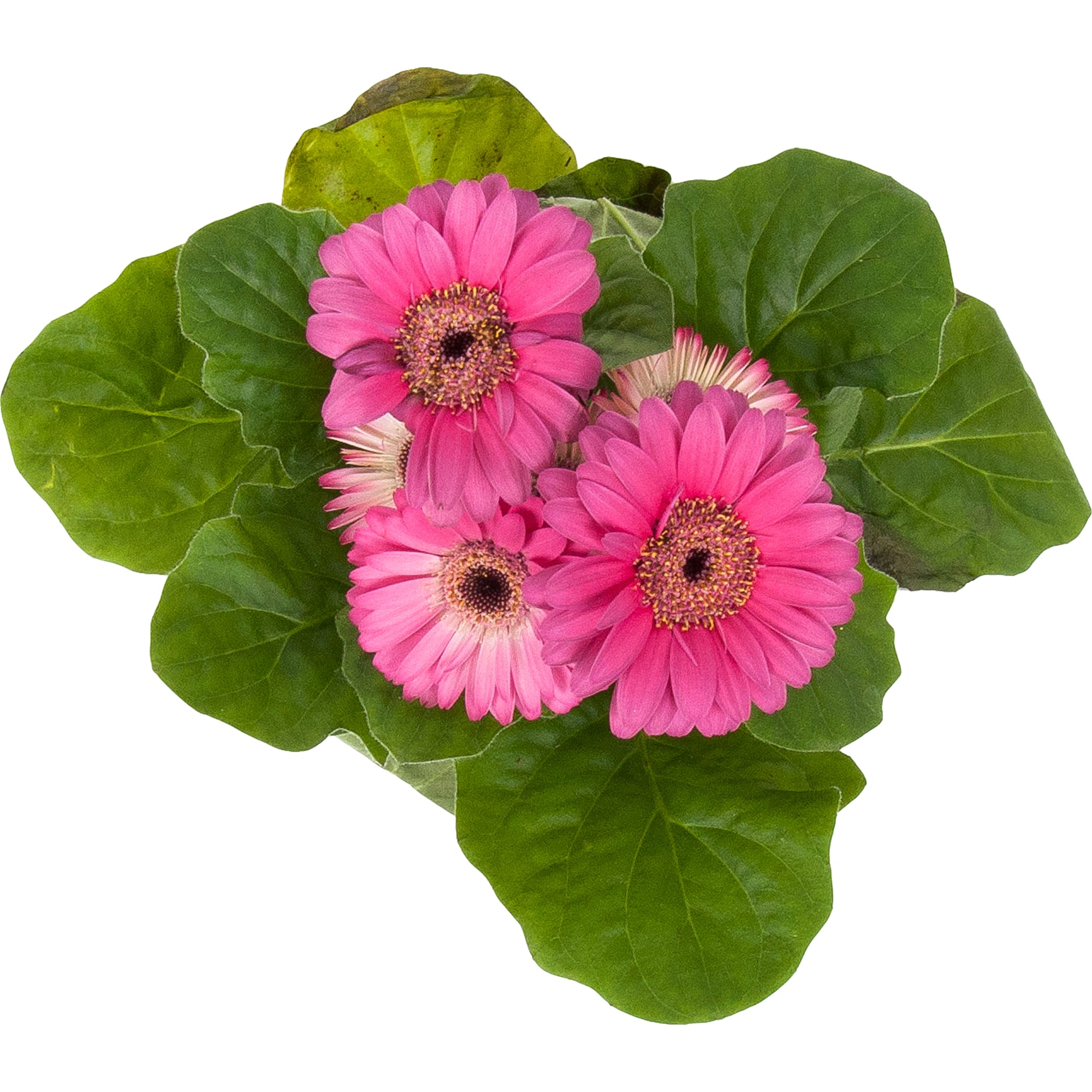 82548613 Гербера микс 10х20 см Santreyd  - Вид №1