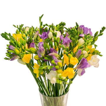 Фрезия ду микс 50 см Santreyd 26086