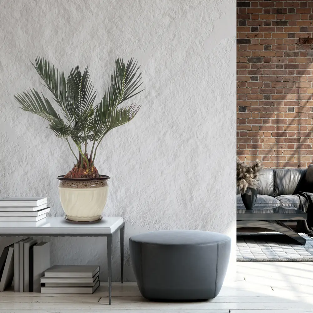 Santreyd Цикас революта — изящный саговник в горшке 81959329 STLM-1446534 - Вид №3