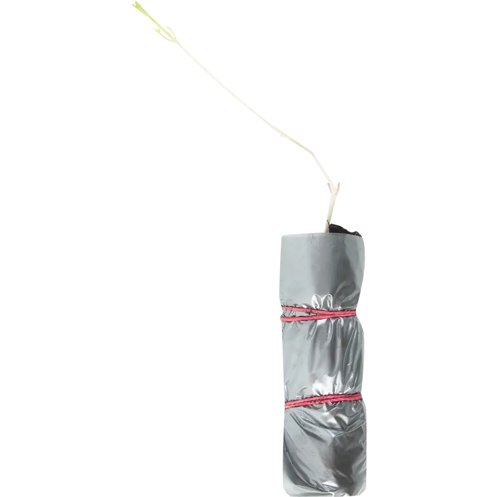 Клематис фиолетовый Этуаль Виолет в тубе ВСЕ В САД STLM-2007278 - Вид №1