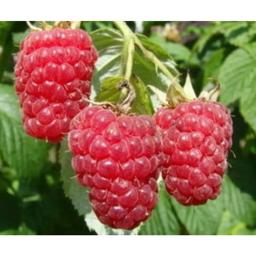Малина Красная гвардия ø15 h45 см PLANTMARKET STLM-2125416