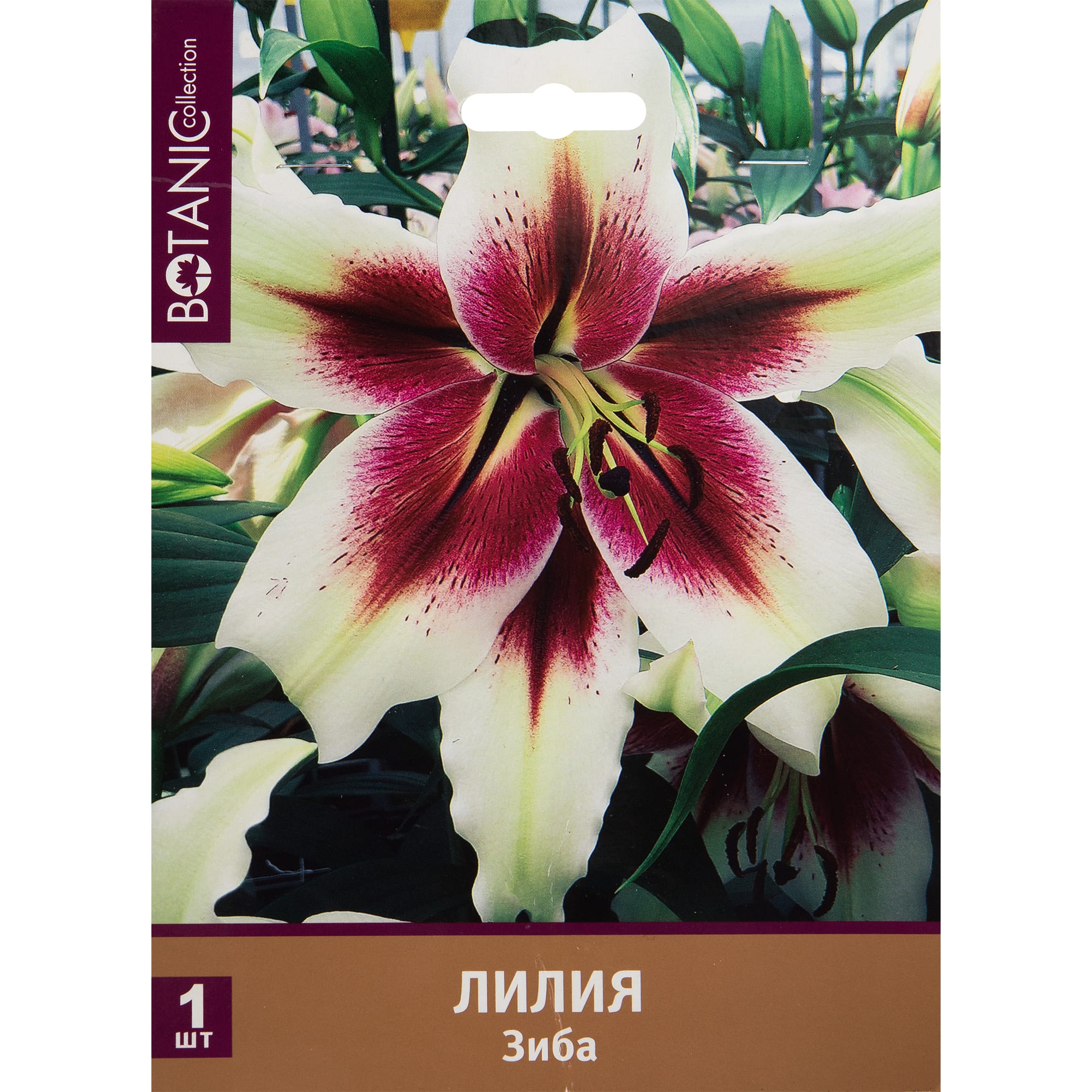 82539378 Лилия Зиба Santreyd 