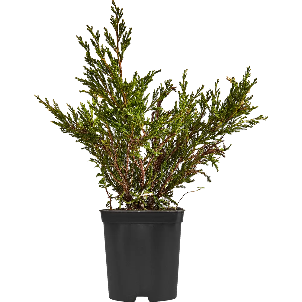 Можжевельник Андорра Вариег h40 - 60 см 89355380 STLM-2130726 Santreyd 