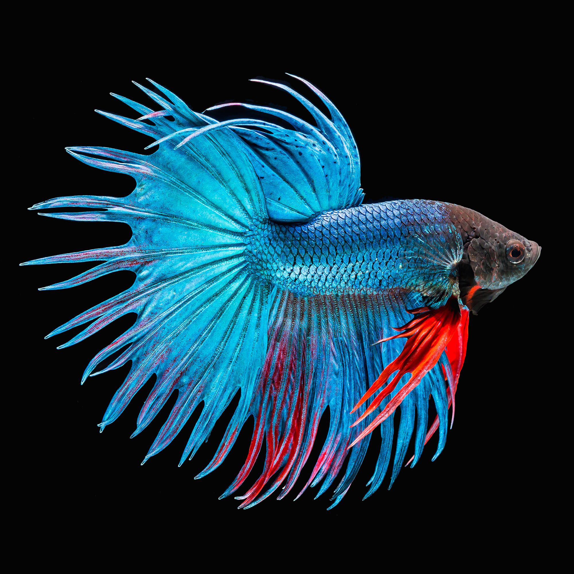 82523502 Картина на стекле «Рыба голубая» 40х40 см Santreyd 